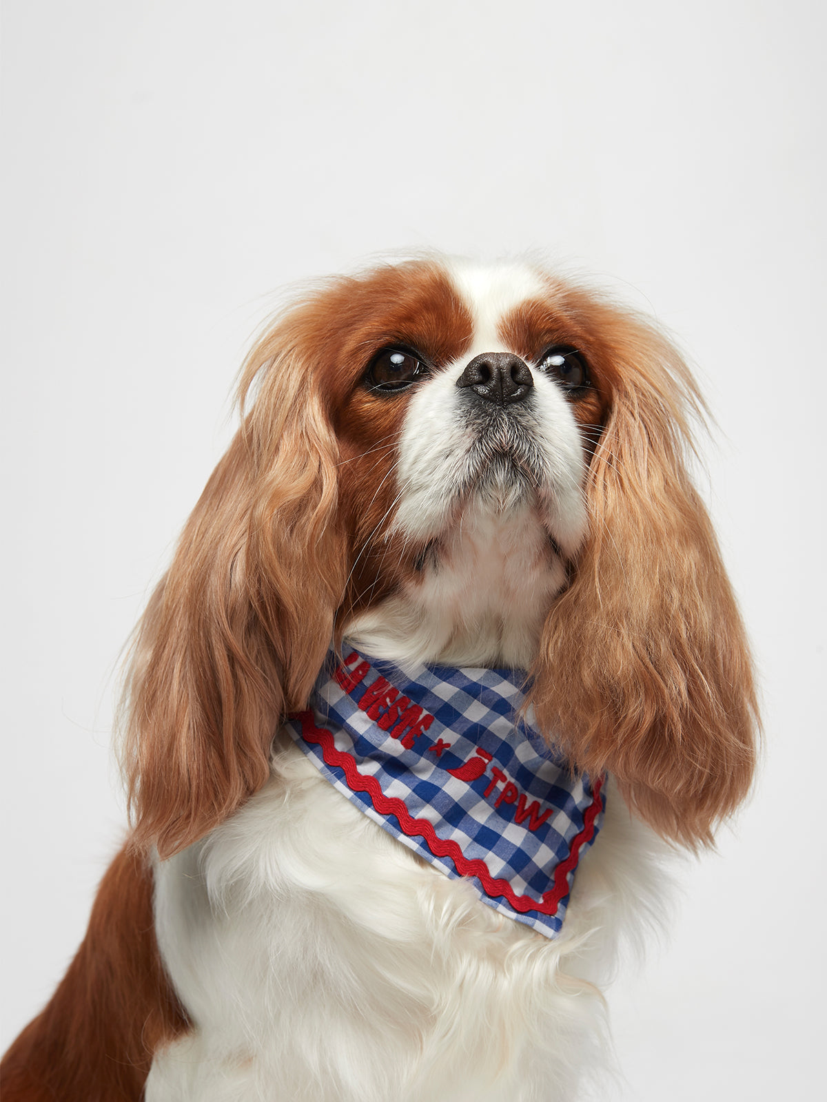 Dog Bandana 02 TPW X LA VESTE